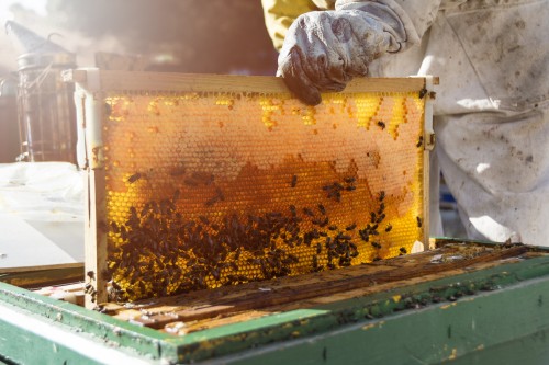 Conceito de apicultura o apicultor cuida das abelhas as