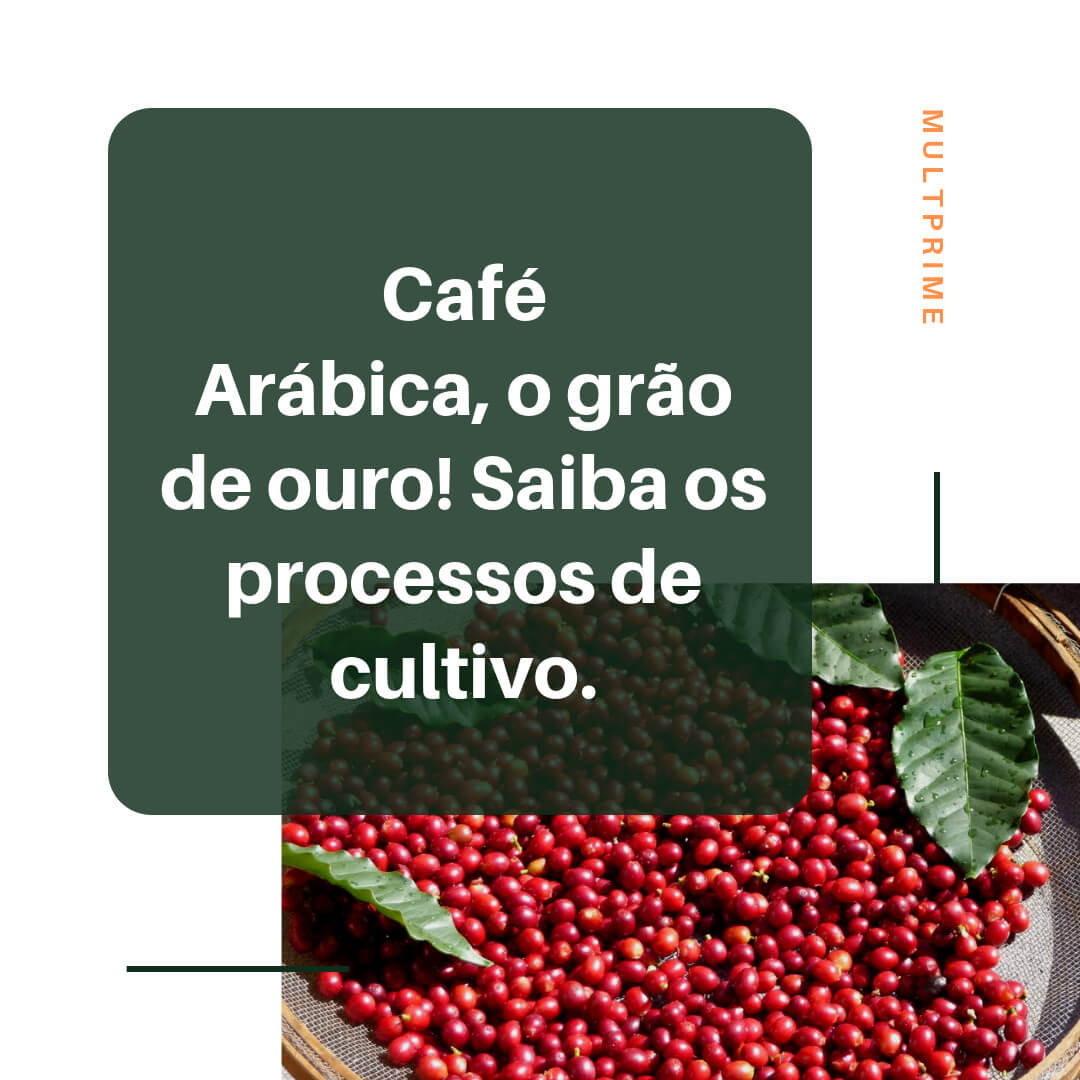 Café Manah - ༄Café arábica༄ A qualidade do grão está ligada à